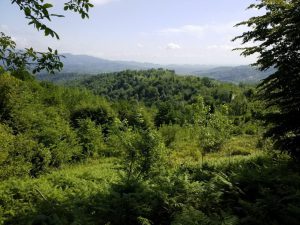 فروش زمین جنگلی 7000 متر اطاقور